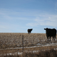 Image for article titled The Beef Industry Is Trying to Sell Us Bullshit